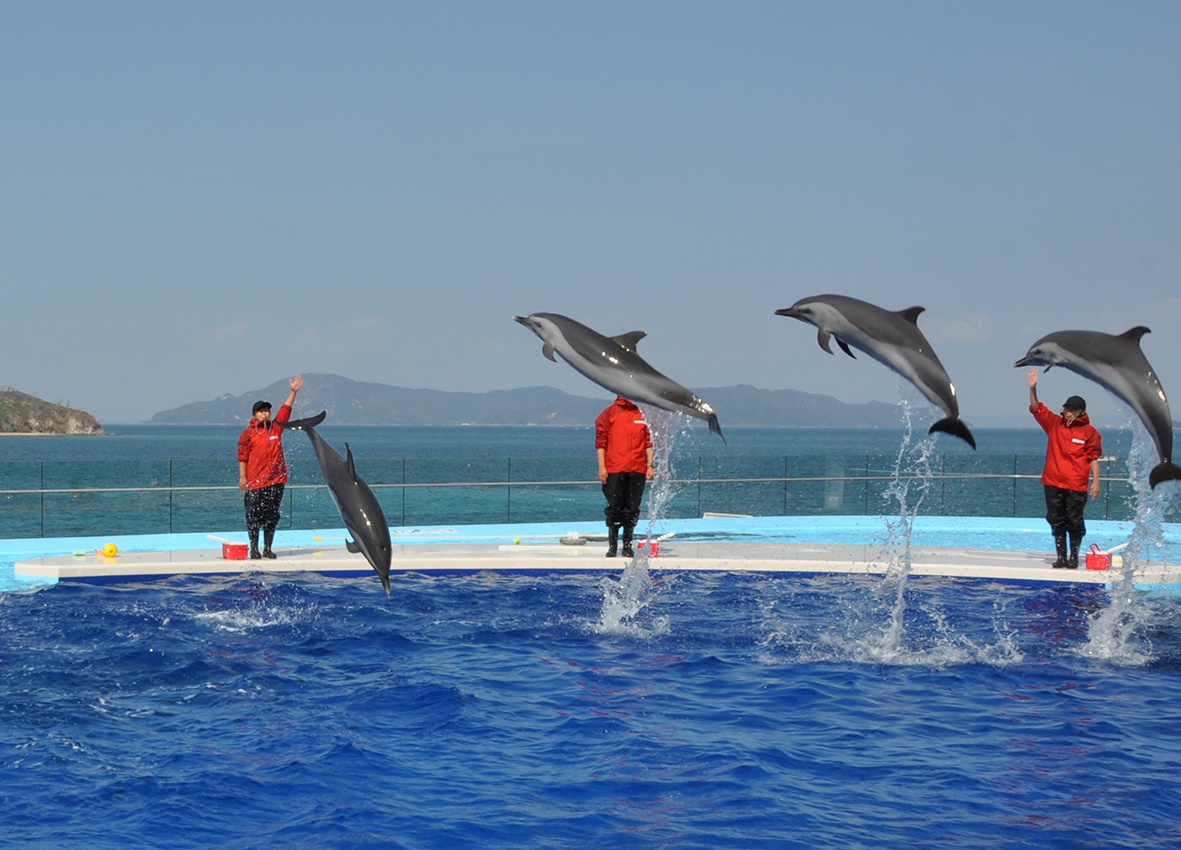 水族館 場所 四国 四国水族館のアクセスと駐車場！行き方（車･電車･ﾌｪﾘｰ･飛行機･最寄り駅･場所）を解説